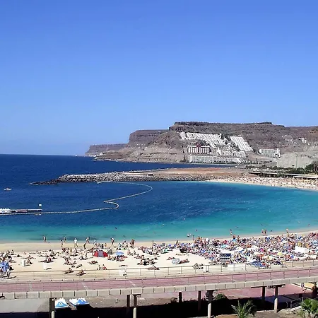 Chatur Palmera Mar Amadores